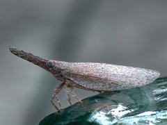Rentinus dilatatus