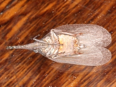 Rentinus dilatatus