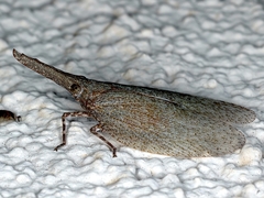 Rentinus dilatatus