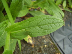 Cynoglossum amabile