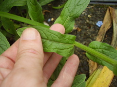Cynoglossum amabile
