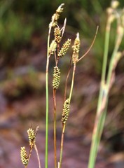 Carex diluta