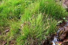 Carex diluta