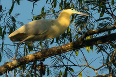 Capped Heron photo 4