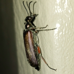 Pomphopoea
