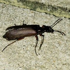 Pomphopoea