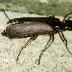 Pomphopoea