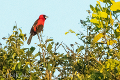 Ramphocelus nigrogularis
