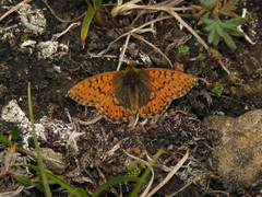 Boloria alaskensis
