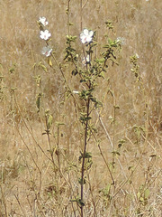 Hibiscus flavifolius