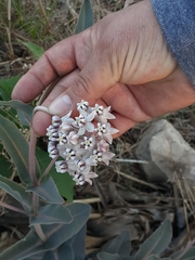 Asclepias macroura