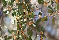 Cercocarpus fothergilloides