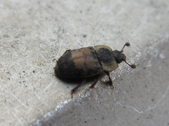 Omosita discoidea