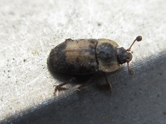 Omosita discoidea