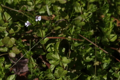 Clinopodium brownei image