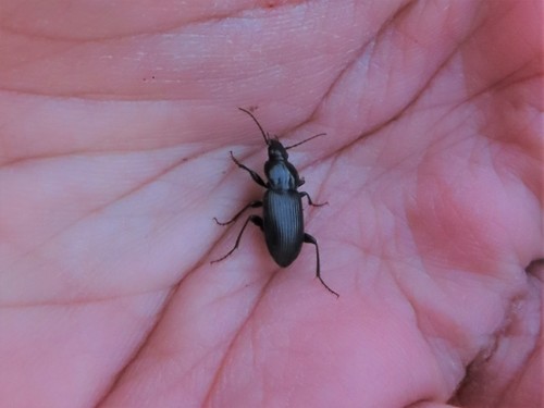Pterostichus mutus