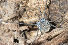 Ortholasma rugosum