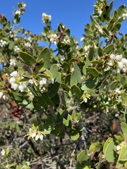 Arctostaphylos purissima