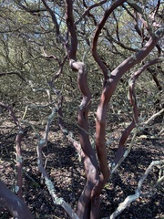 Arctostaphylos purissima