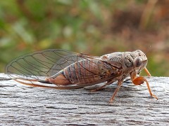 Palapsalta circumdata