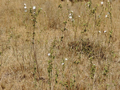 Hibiscus flavifolius