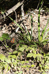 Iris foetidissima