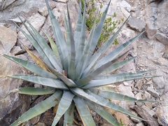 Agave simplex