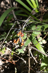Iris foetidissima
