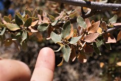 Quercus intricata