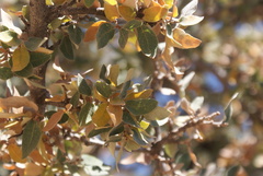 Quercus intricata