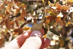 Quercus intricata