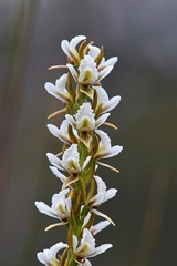 Prasophyllum spicatum