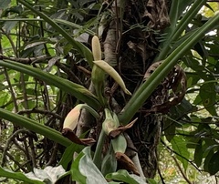 Syngonium angustatum