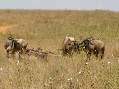 Connochaetes taurinus albojubatus