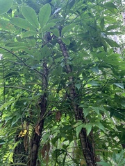 Syngonium angustatum