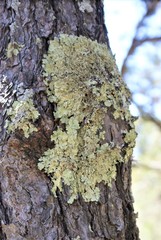 Flavopunctelia praesignis