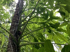 Syngonium angustatum