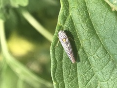 Graphocephala aurora