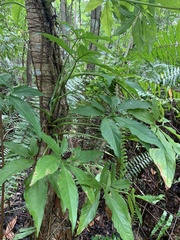 Syngonium angustatum