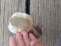 Contusus brevicaudus