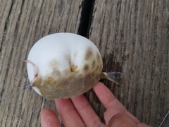 Contusus brevicaudus