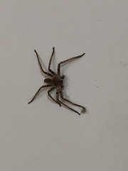 Heteropoda pingtungensis