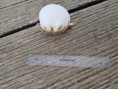 Contusus brevicaudus