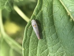 Graphocephala aurora