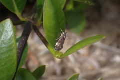 Heliothela ophideresana