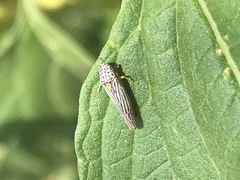 Graphocephala aurora
