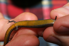 Hemiergis decresiensis