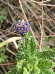 Ceanothus papillosus