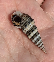 Batillaria attramentaria