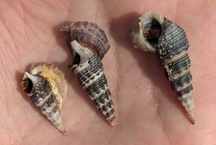 Batillaria attramentaria
